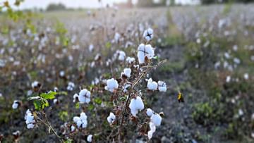 Cotton Crop: કપાસના પાક પર જીવાતનો ઉપદ્રવ, ખેડૂતોએ સરકારને કરી આ અપીલ