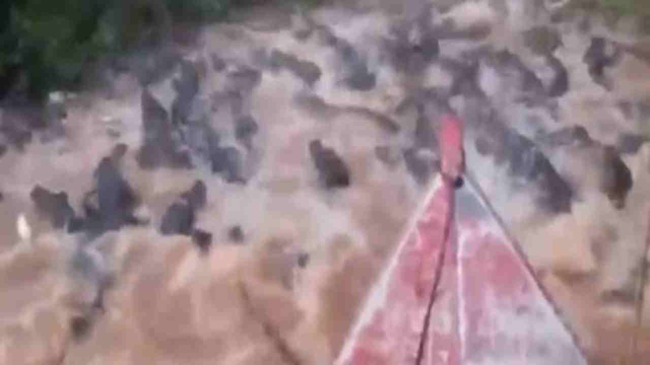 લોકો ઢોર વચ્ચેથી વાહન લઈને નિકળે, આ ભાઈ હજારો મગરની વચ્ચેથી હોળી લઈને નીકળ્યો, Video જોઈને તમે પણ બોલી ઉઠશો OMG