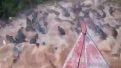 લોકો ઢોર વચ્ચેથી વાહન લઈને નિકળે, આ ભાઈ હજારો મગરની વચ્ચેથી હોળી લઈને નીકળ્યો, Video જોઈને તમે પણ બોલી ઉઠશો OMG