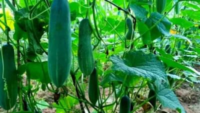 Success Story: વૈજ્ઞાનિક પદ્ધતિથી કાકડીની ખેતી કરી મેળવ્યું બમ્પર ઉત્પાદન અને કમાણી