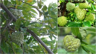 Custard Apple Cultivation: સીતાફળની ખેતીમાં છે ઘણા ફાયદા, ખેડૂતો તેની ખેતીથી થઈ શકે છે માલામાલ