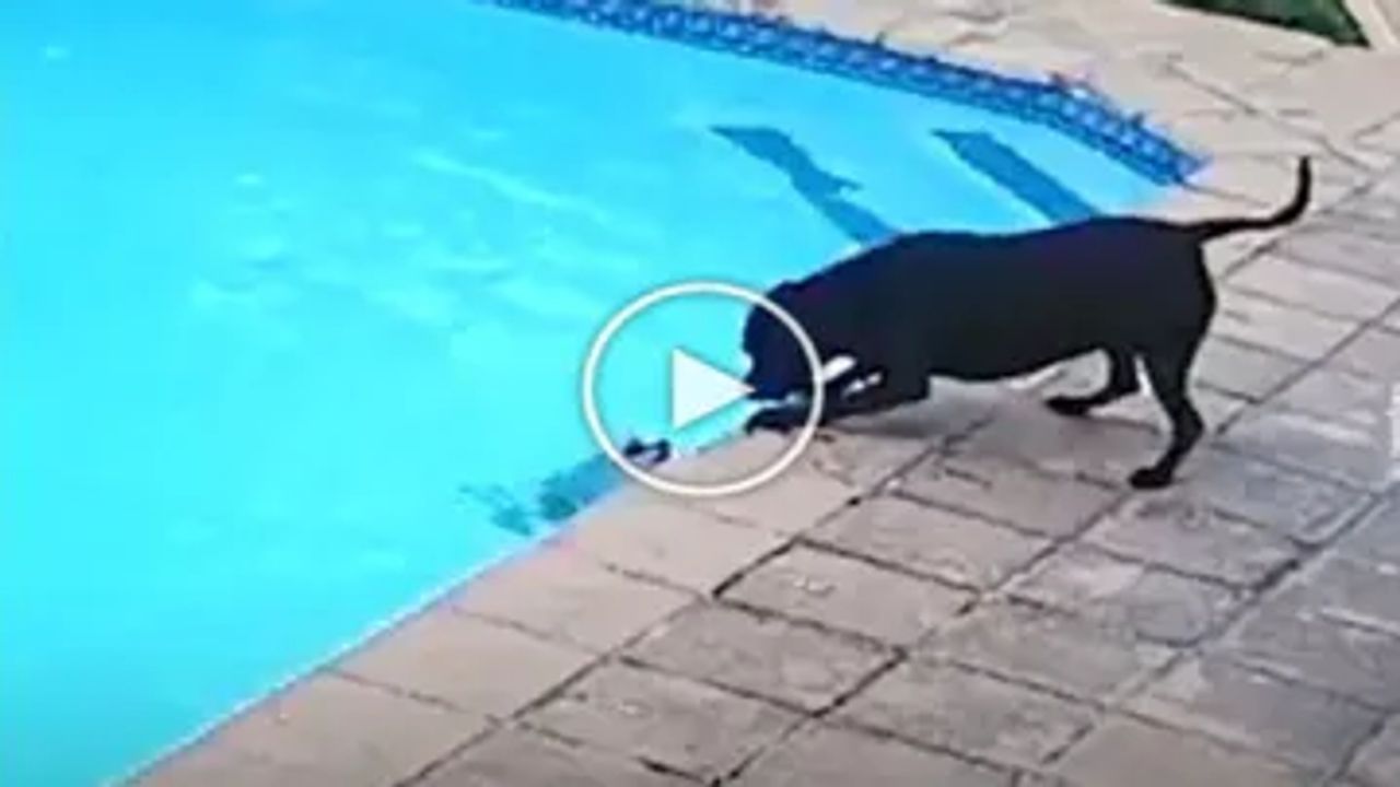 Dog Viral Video : જાણી જોઈને પૂલમાં ડૂબતા પપીનો કૂતરાએ બચાવ્યો જીવ, વીડિયો જોઈને લોકો કર્યા બહાદુરીના વખાણ