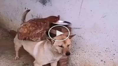 Cute Video : OMG ! ડોગીની મદદથી કૂકડાએ ચોર્યું ફૂડ, તેમની અનોખી મિત્રતાનો વીડિયો થયો વાયરલ