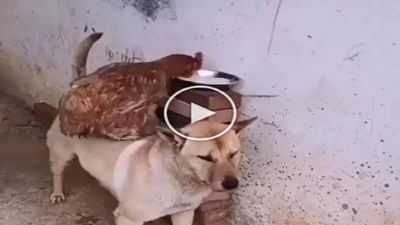 Cute Video : OMG ! ડોગીની મદદથી કૂકડાએ ચોર્યું ફૂડ, તેમની અનોખી મિત્રતાનો વીડિયો થયો વાયરલ