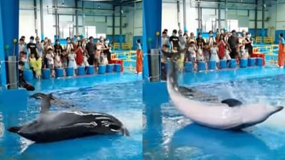 Viral Video: ડોલ્ફિનનો આટલો શાનદાર ડાન્સ તમે ક્યારેય નહીં જોયો હોય, જુઓ વીડિયો
