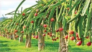 ગુજરાતના ખેડૂતો માટે મહત્વનો નિર્ણય, કમલમ ફળનું વાવેતર કરતા ખેડૂતોને મળશે આટલી સહાય