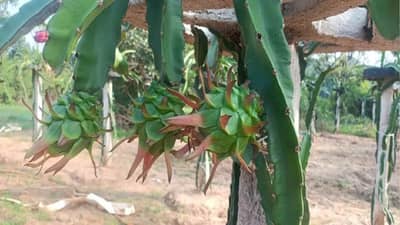 Success Story : કમલમ ફ્રૂટની ખેતી માટે ખેડૂતોને જાગૃત કરી રહ્યા છે આ પ્રગતિશીલ ખેડૂત