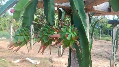 Success Story : કમલમ ફ્રૂટની ખેતી માટે ખેડૂતોને જાગૃત કરી રહ્યા છે આ પ્રગતિશીલ ખેડૂત