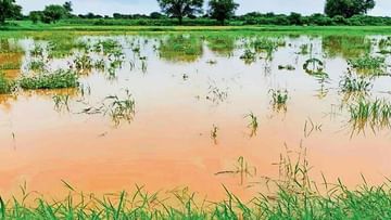 Ahmedabad: ધોળકામાં 1000 વીઘા ખેતર સાથે ખેડૂતોના સપના પણ પાણીમાં ડૂબ્યા, ડાંગરના પાકને ભારે નુકસાન