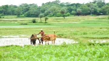 Only 50 percent of country's farmers benefited from agricultural loan waiver scheme: SBI report