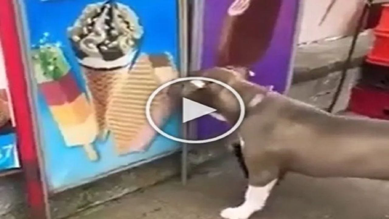 Funny Video: આઈસ્ક્રીમનો ફોટો જોઈ કૂતરાના મનમાં જાગી લાલચ, કરી નાખ્યુ એવુ કામ કે જેને જોઈને લોકો હસી હસીને થયા લોટપોટ