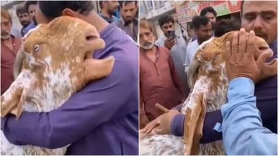 Viral Video: અલગ થવાના દુ:ખમાં માલિકને વળગીને રડી બકરી, વીડિયો જોઈને તમારી પણ આંખો થઈ જશે ભીની