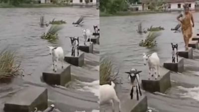 Cute Video : કેનાલ પાર કરતી વખતે બકરીઓએ બતાવી સમજદારી, લોકોએ કહ્યું-'બીજાને જગ્યા આપીને જ આગળ વધી શકશો!'