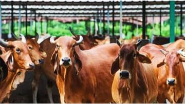 A modern dairy farm for indigenous cows, buffaloes and exotic animals will  be built in Haryana modern dairy farm can be built in haryana for  indigenous cows buffaloes and exotic animals |
