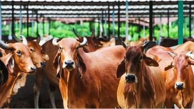 હરિયાણામાં દેશી ગાય, ભેંસ અને વિદેશી પ્રાણીઓ માટે આધુનિક ડેરી ફાર્મ બનશે