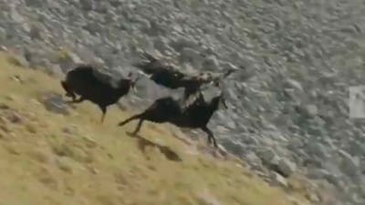 ક્યારેય ગીવ અપ ન કરવું તેનું બેસ્ટ ઉદાહરણ! બાજને બકરીનો શિકાર તો દૂર ભાગવું ભારે પડ્યું, જુઓ વીડિયો