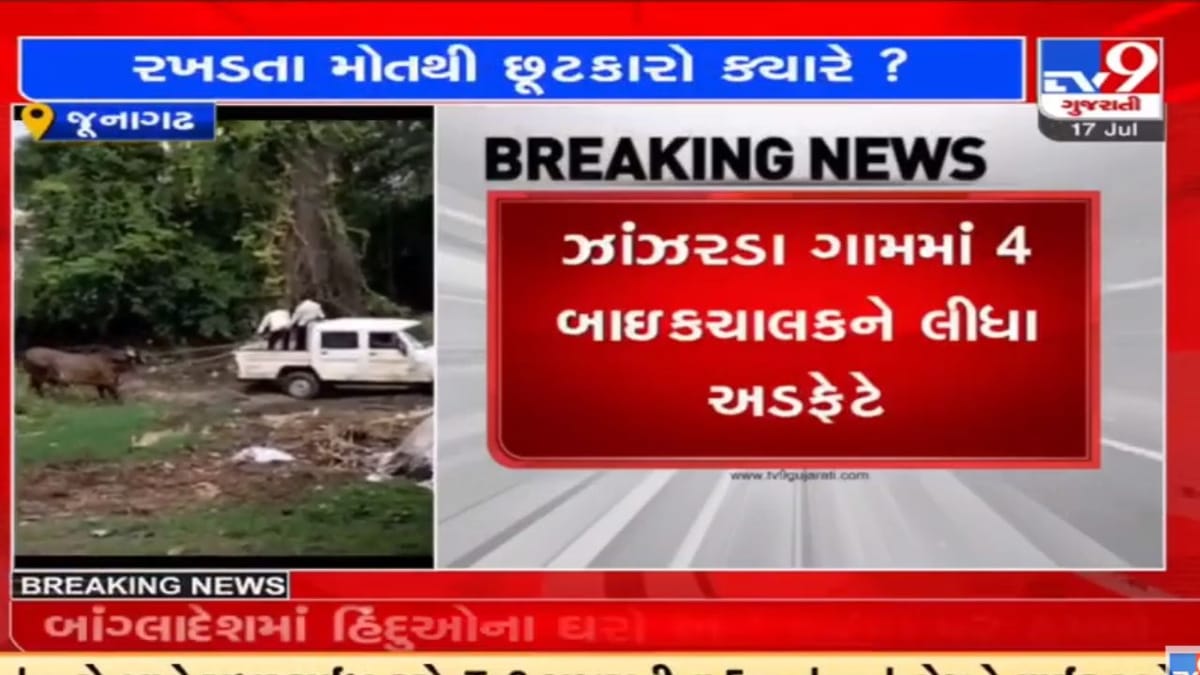 Junagadh: શહેરના અનેક વિસ્તારોમાં રખડતા પશુનો ત્રાસ યથાવત, ઝાંઝરડા ગામમાં 4 બાઇકચાલકને લીધા અડફેટે