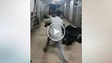 Joking with a cow is hard for this person, see in the viral video what happened to that person