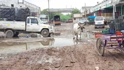 Gandhinagar: કલોલ APMCના હોલસેલ રિટેલના શાક માર્કેટના વેપારીઓ પ્રાથમિક સુવિધાના અભાવના કારણે બેહાલ