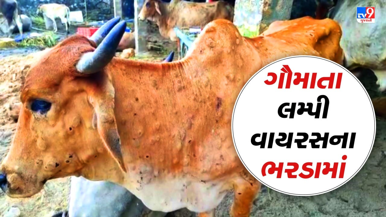 Devbhoomi Dwarka: દ્વારકા અને અમરેલીમાં લમ્પી વાઇરસે માથું ઊંચકતા પશુપાલકો ચિંતાગ્રસ્ત