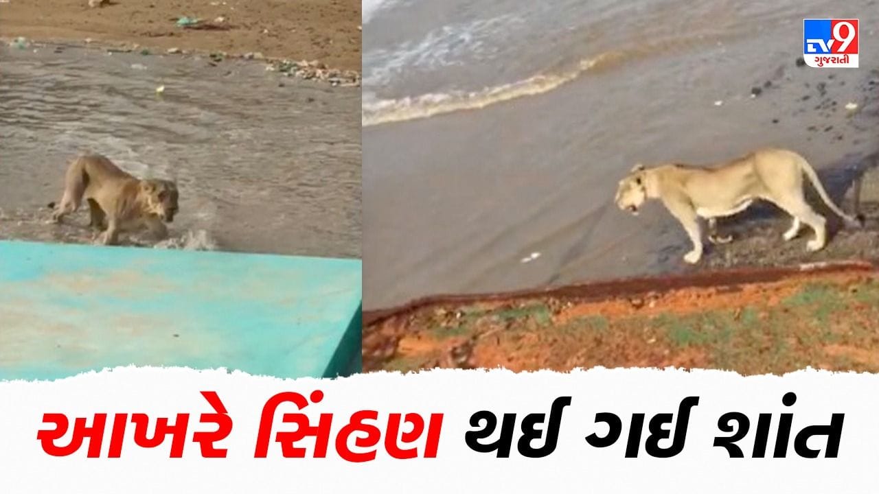અમરેલીનાં બાબરકોટની હિંસક સિંહણ આખરે હંમેશા માટે શાંત થઈ ગઈ, 23 કલાક સુધી ચાલ્યું હતું મેગા ઓપરેશન