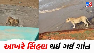 અમરેલીનાં બાબરકોટની હિંસક સિંહણ આખરે હંમેશા માટે શાંત થઈ ગઈ, 23 કલાક સુધી ચાલ્યું હતું મેગા ઓપરેશન