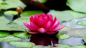 Lotus Cultivation: કમળની ખેતીથી ખેડૂતો કરી શકે છે સારી કમાણી, જાણો સંપૂર્ણ વિગત