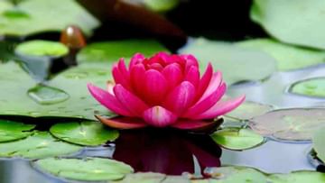 Lotus Cultivation: કમળની ખેતીથી ખેડૂતો કરી શકે છે સારી કમાણી, જાણો સંપૂર્ણ વિગત