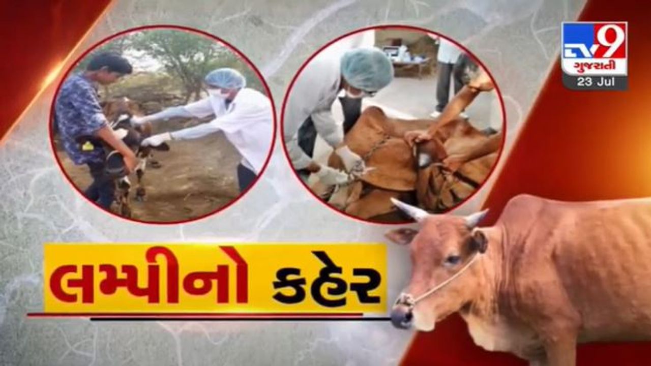 Jamnagar:  કાલાવડમાં લમ્પી સંક્રમિત ગાયોના મૃતદેહના ઢગલા, દફનવિધિ ન થતી હોવાથી હાલાકી, ગ્રામજનોમાં રોષનો માહોલ