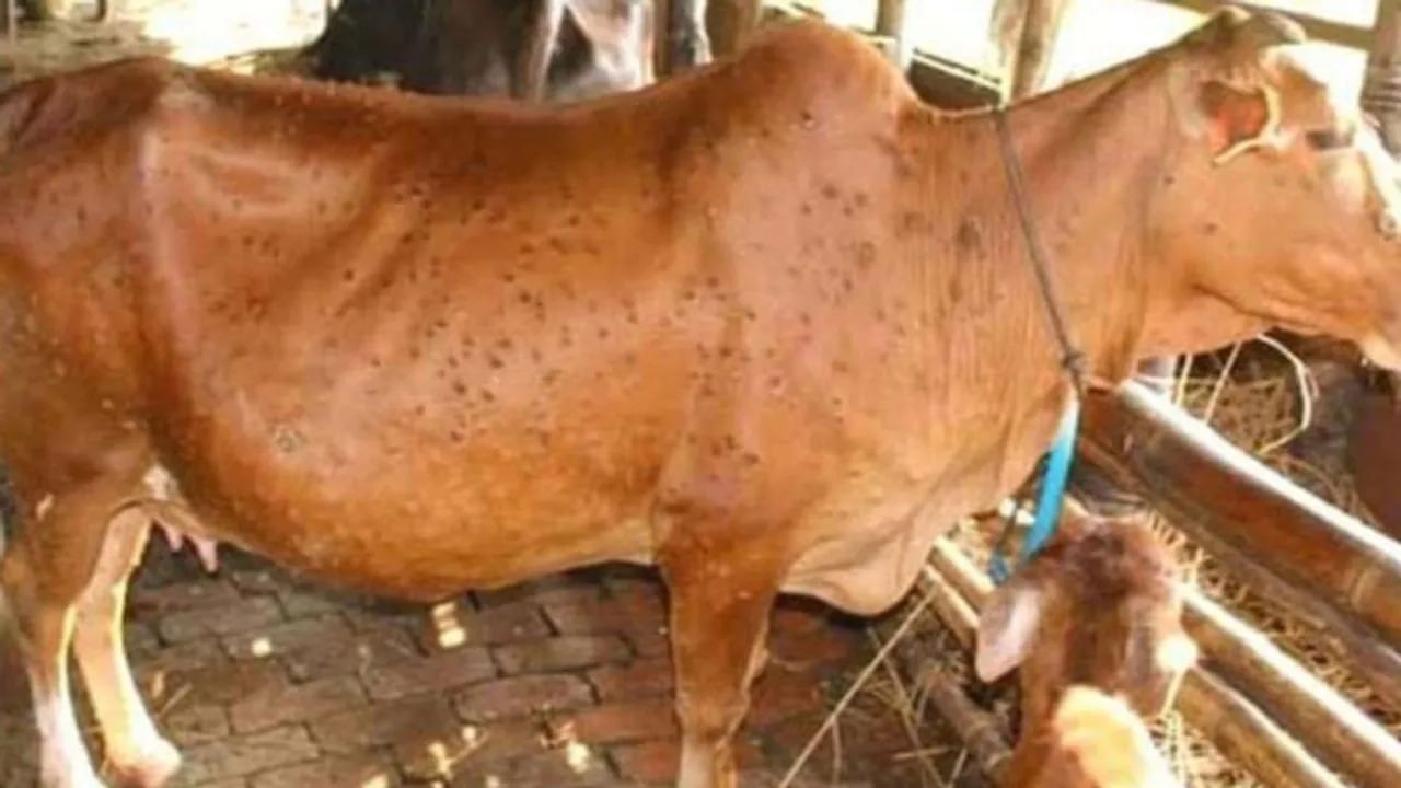 Lumpy Skin Disease રાજ્યના 880 ગામોમાં લમ્પી વાયરસનો પગપેસારો ખતરનાક રોગથી આશરે 1000 પશુઓના 5211