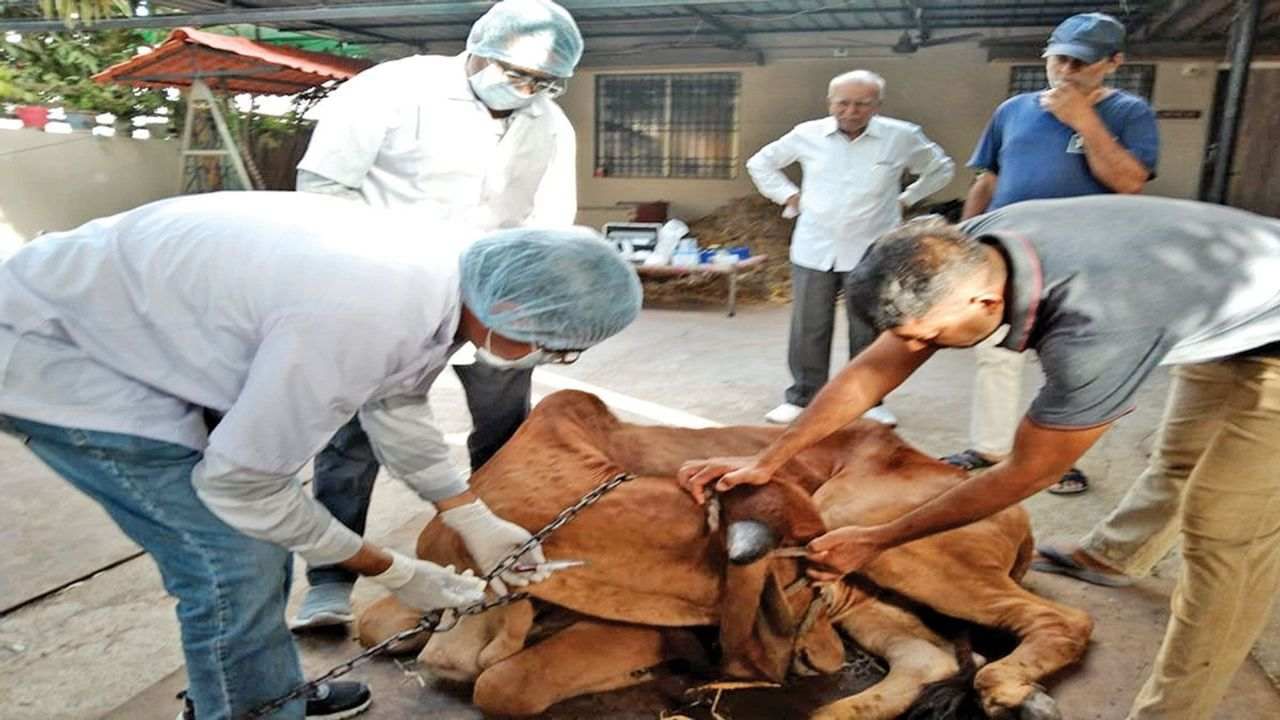 ગુજરાતના 11 જિલ્લામાં ફેલાયેલા લમ્પી વાયરસને નાથવા સરકાર એક્શનમાં, વ્યાપક રસીકરણ અને સઘન સારવાર શરૂ કરાઇ