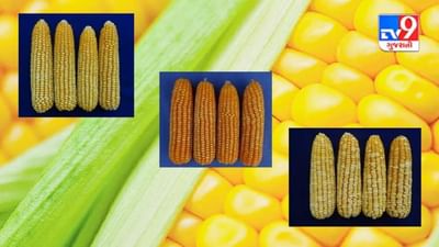 મકાઈની ત્રણ નવી જાતો વિકસાવી, ખેડૂતો અને મકાઈ ખાનારા બંને માટે છે શ્રેષ્ઠ