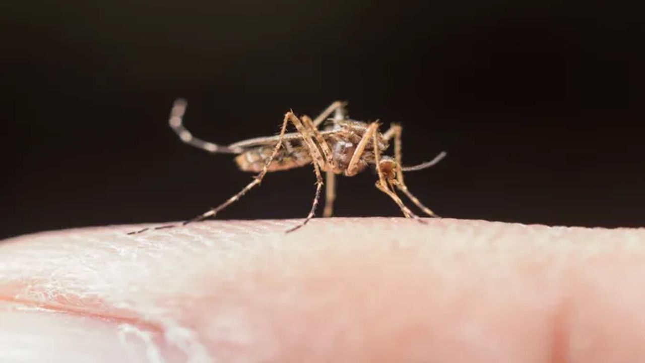 Malaria : મેલેરિયાના રોગમાં માત્ર પપૈયું જ નહીં પરંતુ આ વસ્તુઓ પણ છે ફાયદાકારક, અજમાવો તુરંત મળશે રાહત