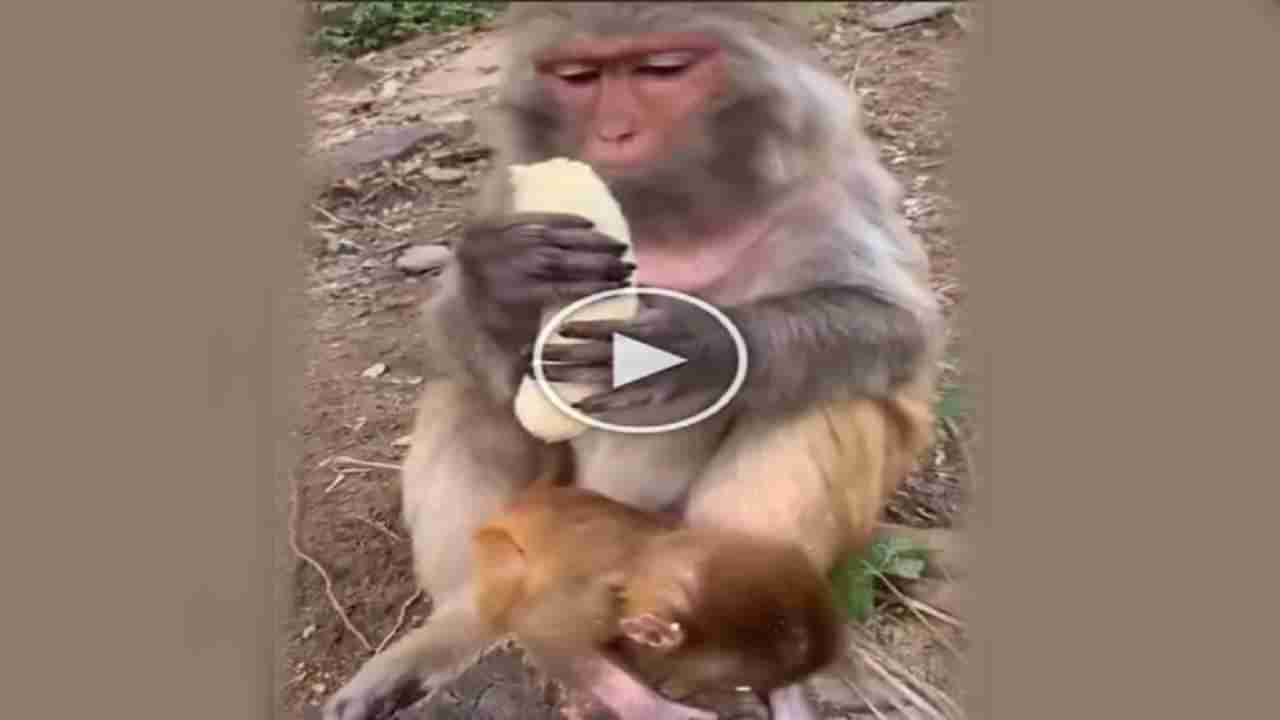 Monkey Cute Video: નવાબોની જેમ વાંદરાઓએ પણ માણી કેળાની મજા, વીડિયો જોયા બાદ લોકોએ કરી Funny કોમેન્ટ્સ