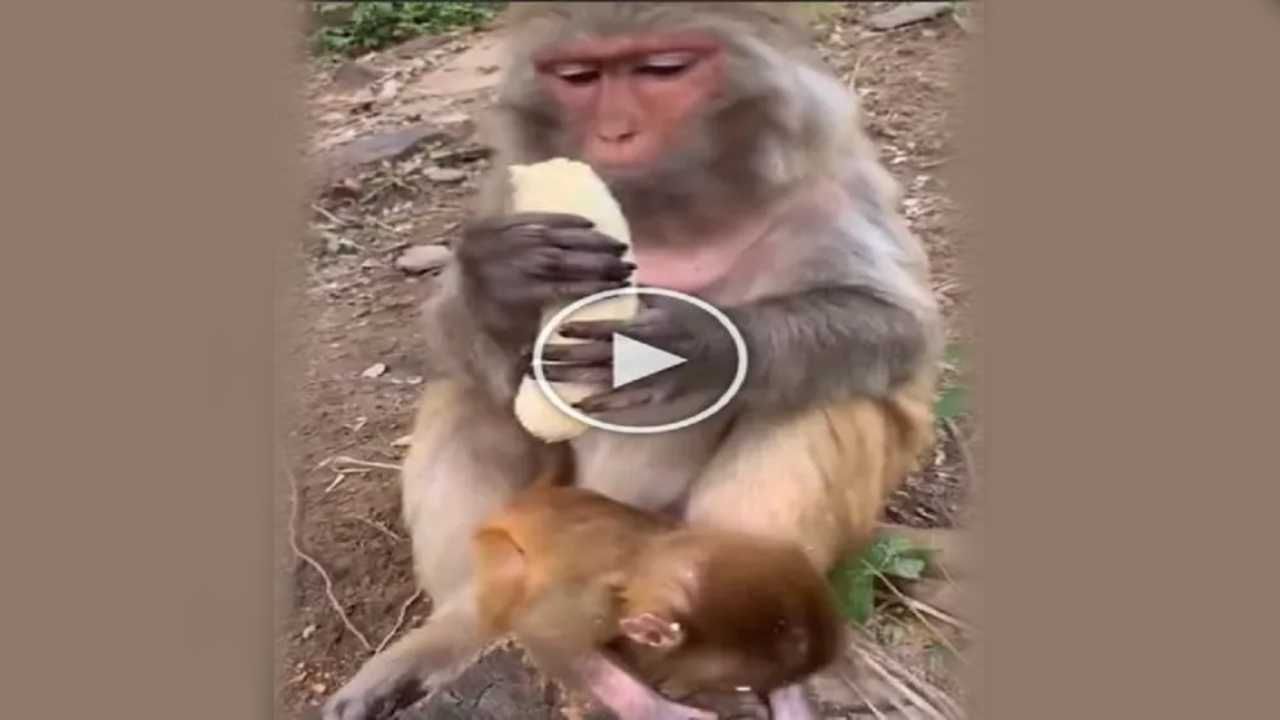 Monkey Cute Video: 'નવાબો'ની જેમ વાંદરાઓએ પણ માણી કેળાની મજા, વીડિયો જોયા બાદ લોકોએ કરી Funny કોમેન્ટ્સ