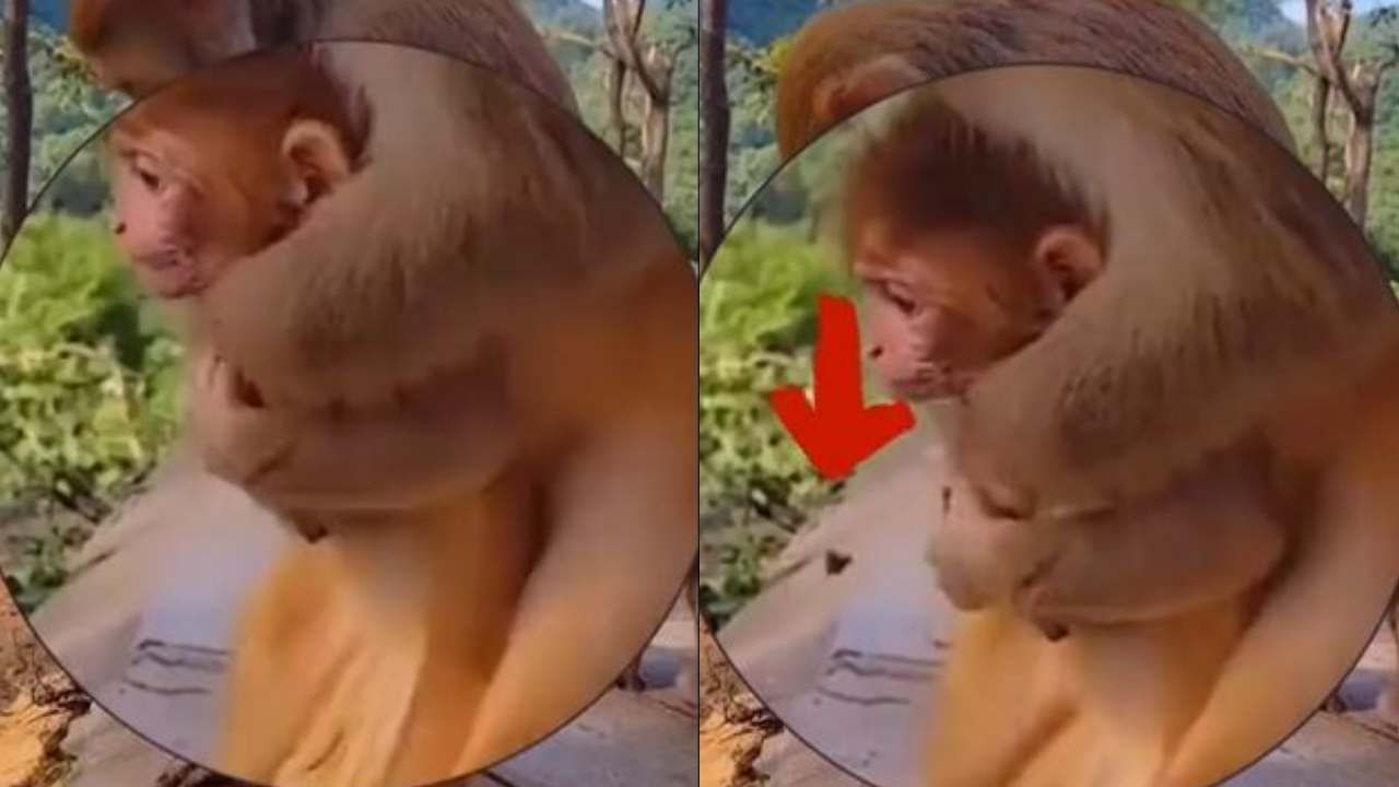 Viral Video: પોતાના બચ્ચાને મોતના મુખમાંથી આ રીતે ખેંચી લાવી મધર Monkey, જુઓ વીડિયો