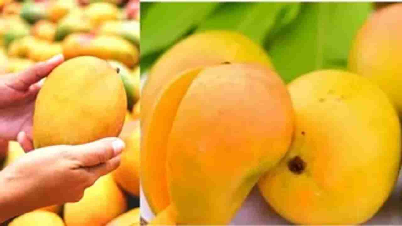 National Mango Day 2022 : ફળોના રાજા કેરીની કહાની છે અનોખી, જાણો ચૌસા અને લંગડા નામ કેવી રીતે પડ્યા