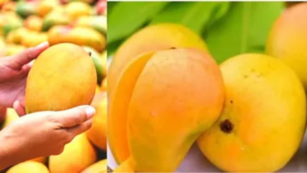National Mango Day 2022 : ફળોના રાજા કેરીની કહાની છે અનોખી, જાણો 'ચૌસા' અને 'લંગડા' નામ કેવી રીતે પડ્યા