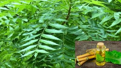 લીમડામાંથી બનાવેલ જંતુનાશક દવાથી ખેડૂતોને મળી શકે છે બમણો નફો, જાણો તેને બનાવવાની રીત