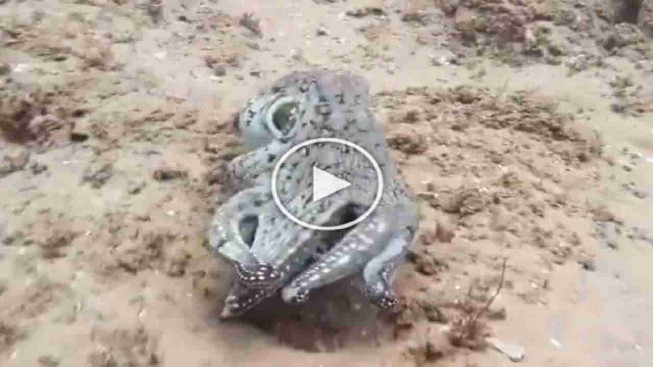 Shocking Video: સોશિયલ મીડિયા પર વાયરલ થયો રહસ્યમય Octopus, ક્ષણે-ક્ષણે બદલાય છે તેનો રંગ