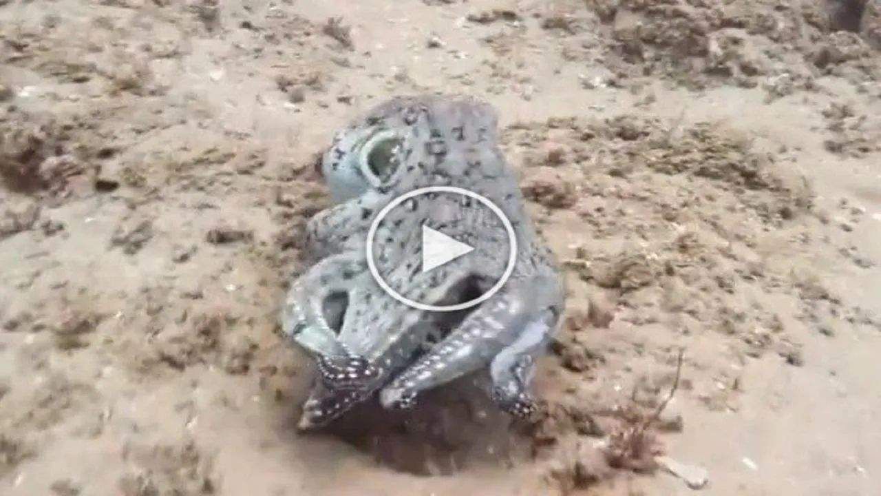 Shocking Video: સોશિયલ મીડિયા પર વાયરલ થયો 'રહસ્યમય' Octopus, ક્ષણે-ક્ષણે બદલાય છે તેનો રંગ