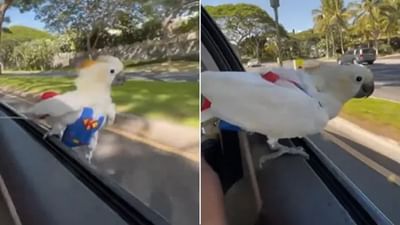 પોપટે કાર રાઇડની માણી મોજ, વીડિયો જોઇ સોશિયલ મીડિયા યુઝર્સ થયા ખુશ