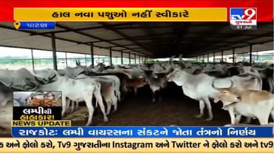 Patan : લમ્પી વાયરસને પગલે વારાહી ગૌશાળાએ નવા પશુઓ નહિ સ્વીકારવાનો નિર્ણય લીધો