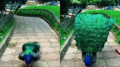 Peacock Amazing Dance : આંખોને ઠંડક આપી રહ્યો છે મોરનો આ અદ્ભૂત ડાન્સ, વીડિયો 1 કરોડથી વધુ વખત જોવામાં આવ્યો