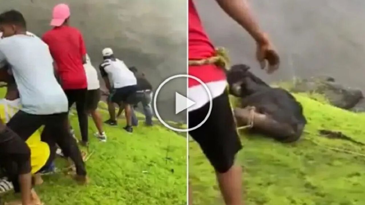 People saved the life of a cow lying in a pit without worrying about their own lives After watching the viral video people said This is humanity