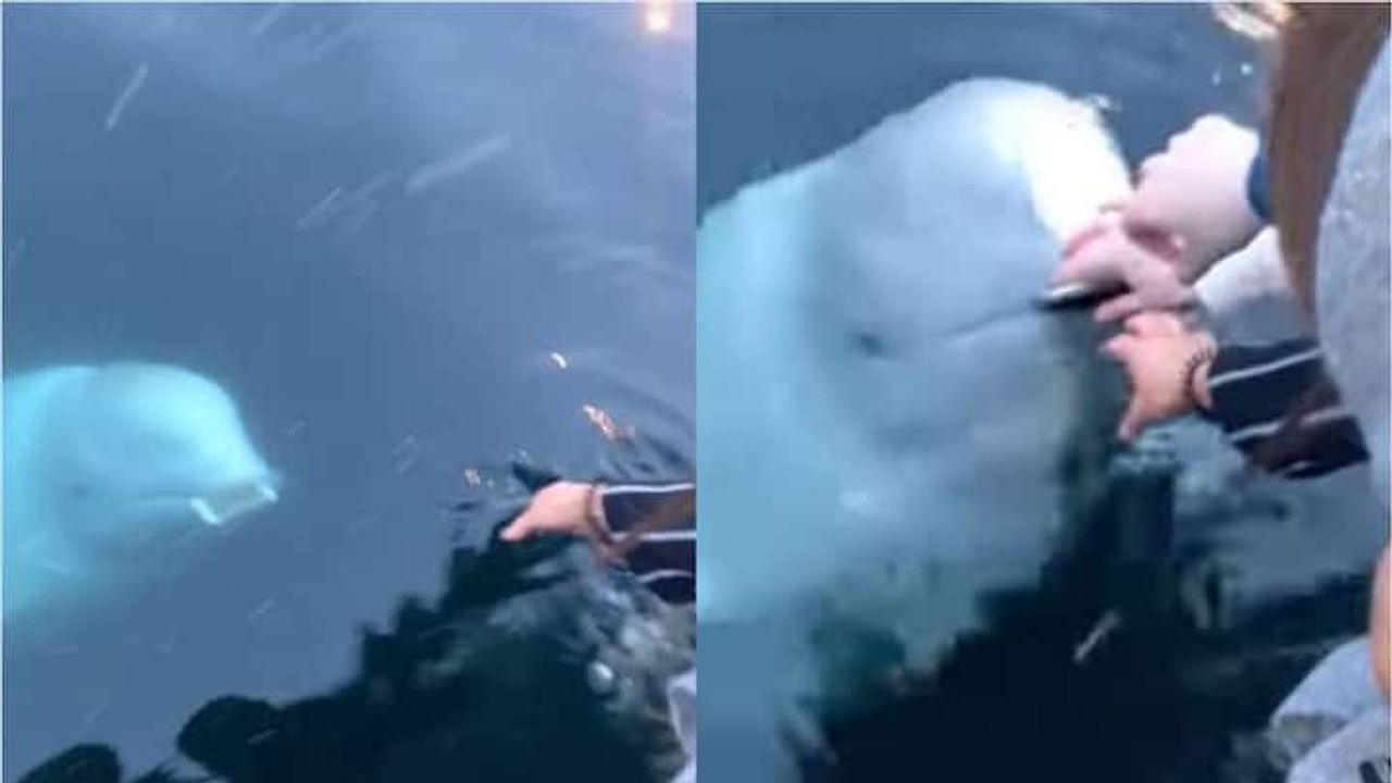 દરિયામાં પડી ગયેલા મોબાઈલને પાછો આપવા આવી વ્હેલ માછલી ! Viral Video જોઈ દંગ રહી ગયા લોકો