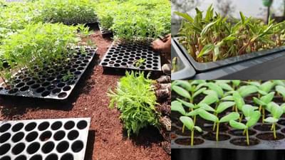 Pro Tray Nursery: પ્રો ટ્રે ટેકનીકથી ઉગાડો શાકભાજી, ઓછા સમયમાં થશે વધુ ઉત્પાદન