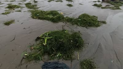 Surat: તાપીમાં છોડવામાં આવેલા પાણી સાથે મોટી માત્રામાં વનસ્પતિ, ઝાડી ઝાંખરા તણાઈને આવતા પાણી પુરવઠા પર અસરની સંભાવના