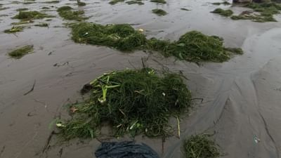 Surat: તાપીમાં છોડવામાં આવેલા પાણી સાથે મોટી માત્રામાં વનસ્પતિ, ઝાડી ઝાંખરા તણાઈને આવતા પાણી પુરવઠા પર અસરની સંભાવના