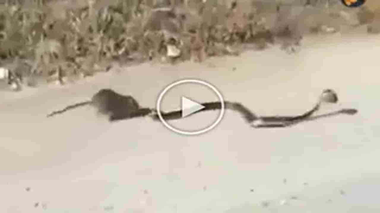 Animal Video : મા તો મા હોય છે ઉંદરના બચ્ચાનો શિકાર કરવા માંગતો હતો સાપ, માતાએ છેલ્લી ઘડીએ ઢાલ બનીને પોતાના જીગરના ટુકડાની બચાવી જાન